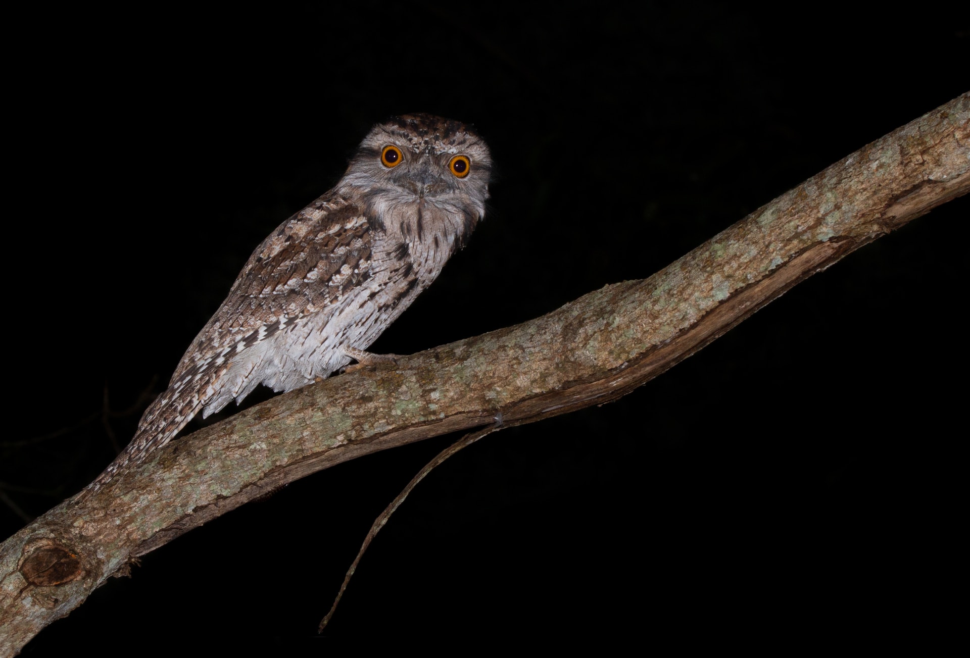 Owl perched on a tree branch.